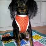 Hundegeschirr-und decke