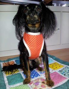 Hundegeschirr-und decke von Nicole K.