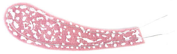 Birkenscheiben-Hasen basteln - Schritt 7