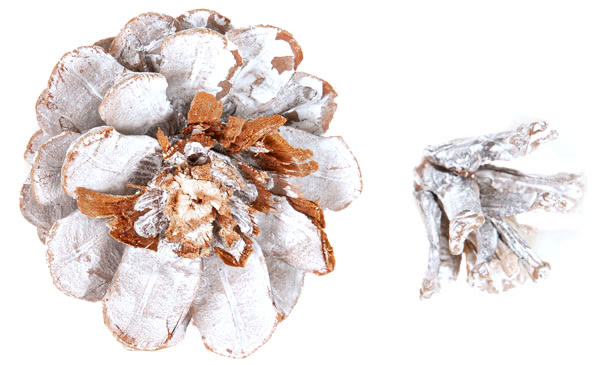 Kranz aus Zapfen basteln - Schritt 1 Kranz aus Zapfen basteln - Schritt 1